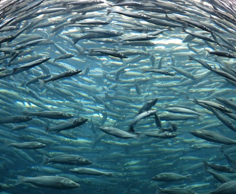 サビキ釣りの基本から 魚が釣れる仕組みまで徹底解説 サビキ釣りを1 楽しむコツを紹介 Angler Japan アングラージャパン