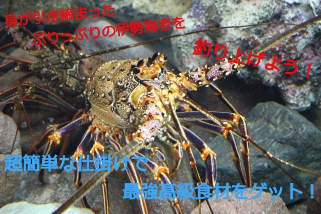 伊勢 海老 締め 方 伊勢海老の仕掛け紹介 あなたにも高級食材が釣れる おすすめのスポット教えます